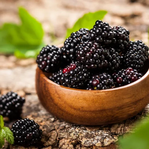Miniatura 2 de BlackBerry Plants Freedom-Ark (4 unidades) Plantas vivas en venta Plantas fáciles de cultivar Planta frutal comestible para una vida sostenible