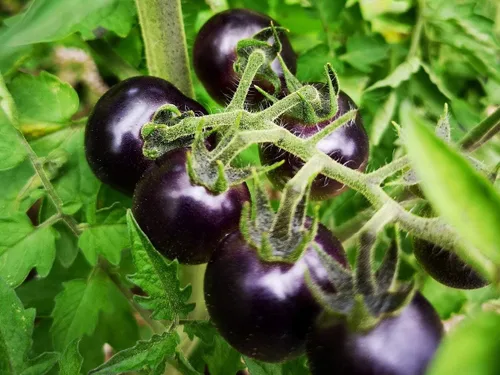 Miniatura 2 de Semillas Blue Cherry Tomate Indigo Rose Indeterminado No GMO Heirloom