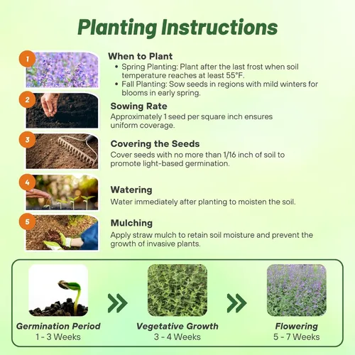 Miniatura 4 de Outsidepride Nepeta Cataria Semillas de hierba gatera para plantar, 1/4 lb. Semillas de hierbas perennes, aptas para polinizadores, tolerantes a