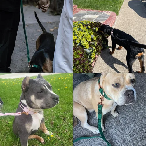 Miniatura 4 de ARING PET Correa para perro, correas de terciopelo para perro, collares a juego, hecha a mano, resistente correa de terciopelo negro para perros
