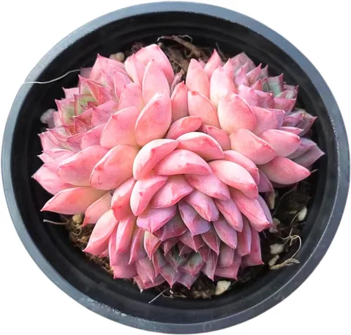 Echeveria Desert Rose - Racimo - Suculenta viva - 2.5 pulgadas - Tolerante a la sequía, bajo mantenimiento, ideal para interiores y exteriores,