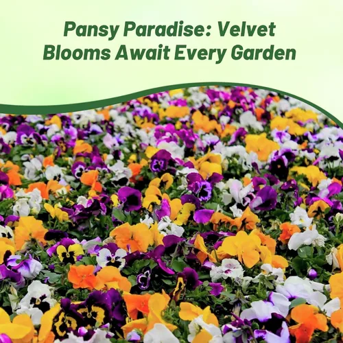 Miniatura 6 de Outsidepride Velvet Mix Viola - Semillas de pensamiento para plantar, 1000 unidades. Flores bienales, resistentes al frío y aptas para polinizadores