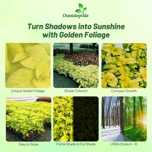 Miniatura 2 de Outsidepride 100 semillas anuales Coleus Wizard Golden Follage House Plant o Garden Flower Seeds