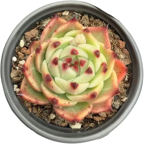 Echeveria Agavoides Blue Dragon – Planta suculenta viva – 3 pulgadas – Tolerante a la sequía, bajo mantenimiento, perfecta para decoración de
