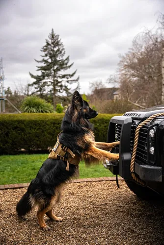 Miniatura 6 de OneTigris Arnés táctico para perro grande, 5 correas de metal con hebilla sin tirones, con paneles de gancho y bucle, chaleco militar resistente