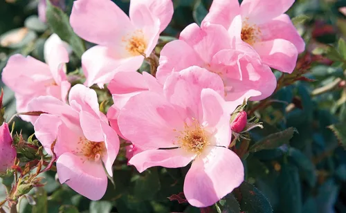 Miniatura 13 de Green Promise Farms Rosa Knock Out (Reblooming) Rose, contenedor tamaño 2, flores de coral