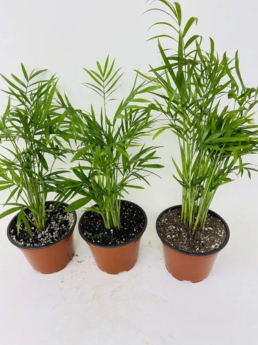 Miniatura 2 de Planta de palma areca Dypsis lutescens maceta de 2