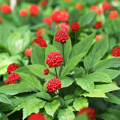 Miniatura 3 de 50 Semillas Ginseng Americano Semillas Preciosos Materiales Medicinales Ginseng Salvaje