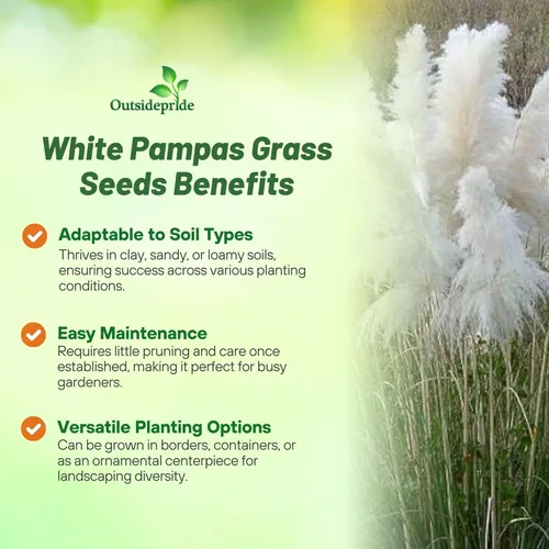 Miniatura 3 de Outsidepride Semillas de hierba de pampa blanca: 1,000 piezas. Hierba ornamental perenne, tolerante a la sequía para bordes de jardín grandes