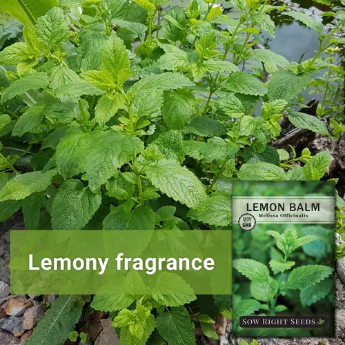 Miniatura 3 de Sow Right Seeds - Semillas de bálsamo de limón para plantar - Paquete de reliquia sin OMG con instrucciones - Jardín de hierbas fácil de cultivar