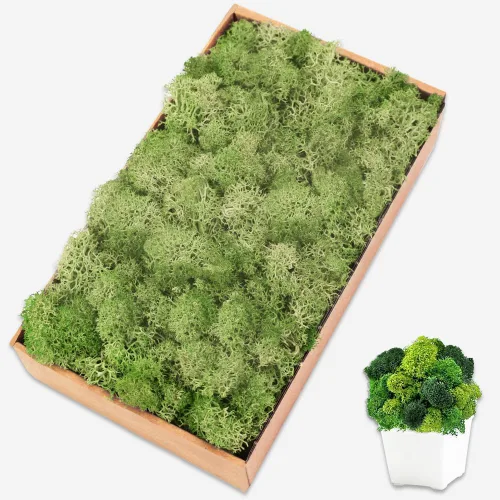 Musgo preservado para manualidades, musgo de reno Chartreuse para plantas en maceta, decoración de musgo decorativo para arte de pared, musgo seco