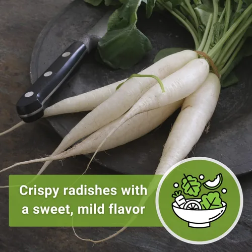 Miniatura 5 de Sow Right Seeds - Semillas de rábano japonés Minowase Daikon para plantar - Paquete de reliquia sin OMG con instrucciones para plantar un huerto