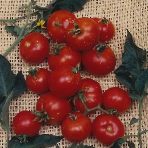 Semillas de tomate orgánico Stupice - 0.25 oz ~ 1875 Semillas - Sin OMG, certificado orgánico, reliquia - Huerto - Lycopersicon esculentum