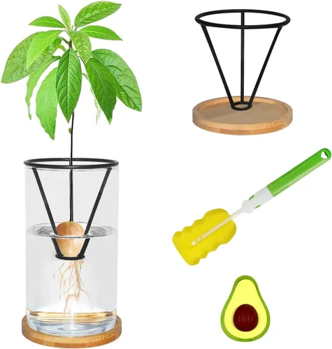 Kits de cultivo de árboles de aguacate con cepillo para botellas, figura de aguacate, base de bambú, jarrón de iniciación de semillas de aguacate,
