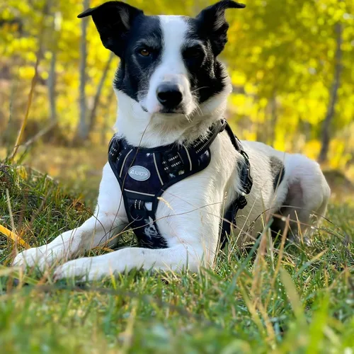 Miniatura 6 de AUROTH - Arnés táctico para perros pequeños, medianos y grandes, sin tirones, arnés ajustable para mascotas, reflectante, K9, entrenamiento, De