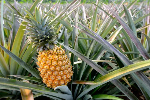 Miniatura 6 de Piña seca en cubitos, 5 libras, cruda, vegana, endulzada, sin sulfatar, a granel, ideal para uso culinario y hornear
