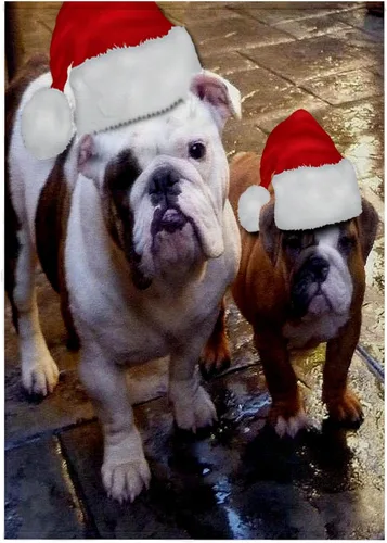 Miniatura 7 de 3dRose English Bulldog Christmas Wearing Santa Hats 11x12 Wash Cloth for Face and Body