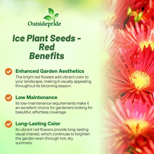 Miniatura 3 de Outsidepride Gelato - Semillas de Planta de Hielo Roja - 5000 Piezas Semillas Perennes, Tolerantes a la Sequía, Cobertura de Suelo para Plantar Rojo