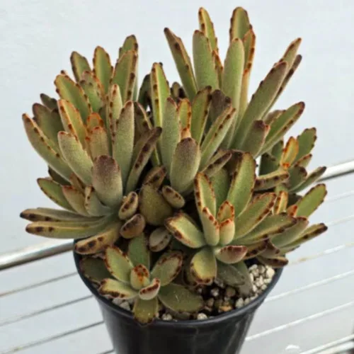 Miniatura 4 de Planta de Kalanchoe viva, planta viva de Madre de miles en maceta de 2 pulgadas, planta suculenta rara de interior (Kalanchoe de chocolate)