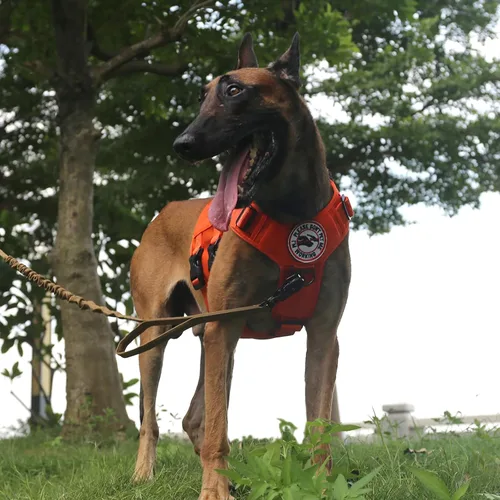 Miniatura 5 de ICEFANG GN3 - Arnés táctico para perros con 6 hebillas, chaleco Molle con asa, cobertura de 3/4 del cuerpo, panel de gancho y bucle para parche