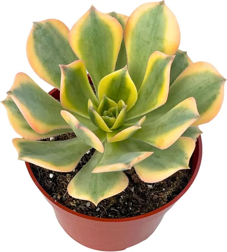 Miniatura 6 de Collar de bebé Crassula de 4 pulgadas, plantas suculentas vivas, plantas suculentas raras totalmente arraigadas en suelo suculento, planta viva