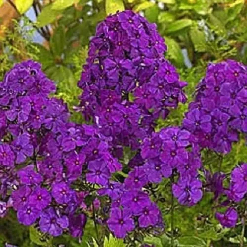 Generic 50 Semillas de Phlox Púrpura Brillante, Flores Perennes Mariposa Flor Perenne Flor Jardín Semillas Flores Semillas Flor