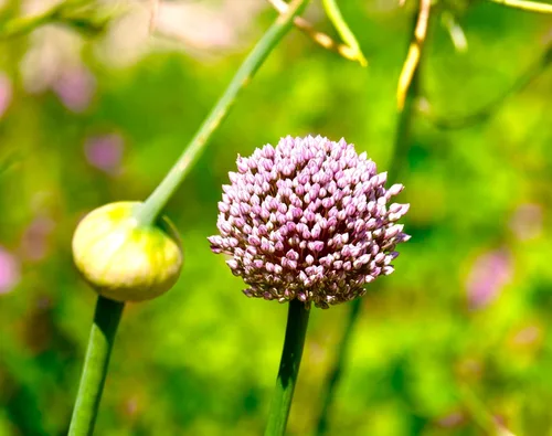Semillas de cebollino más de 100 semillas para cultivar Allium Schoenoprasum para plantar en primavera u otoño