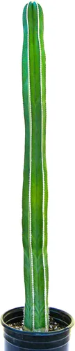 Miniatura 16 de Cactus Outlet - Curiosity - Plantas de cactus vivas, plantas vivas para uso en interiores y exteriores, cactus vivos, 12 a 18 pulgadas, cactus vivos