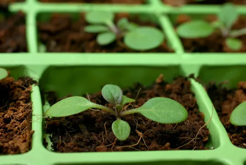 Miniatura 2 de Ladrillo de coco, certificado por OMRI para uso orgánico de 1.5 libras