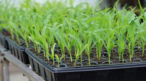 Miniatura 7 de Gardzen Bandeja de iniciación de semillas, paquete de 5 bandejas de germinación de plantas de cara sonriente con un total de 350 celdas, kit