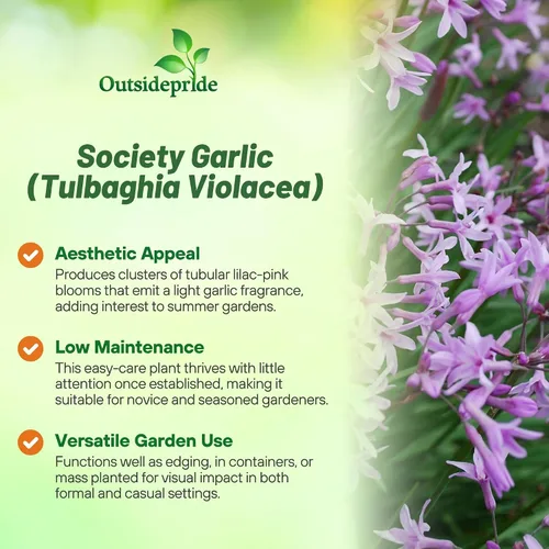 Miniatura 3 de Outsidepride Society Semillas de ajo para plantar, 50 piezas perennes, de bajo mantenimiento, flores moradas, frescas para jardines de hierbas, uso