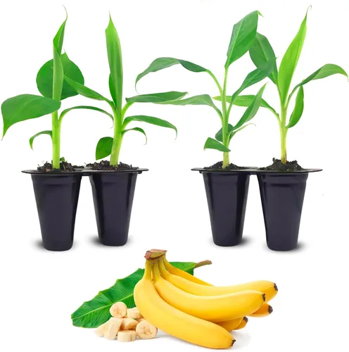 Miniatura 7 de Banana Tree Dwarf Cavendish (paquete de 4) Planta de plátano vivo a la venta Plantas fáciles de cultivar Planta frutal comestible. Cultiva tu