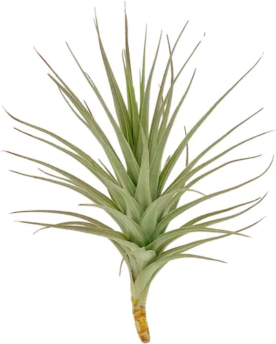 Miniatura 74 de ragnaroc Air Plants - Floración Tillandsia Bulbosa Belice, gigante de 7-9 pulgadas, 1 unidad, llegada en vivo garantizada, plantas