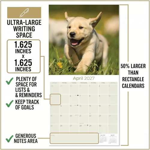 Miniatura 4 de Calendario amarillo 2025 2026 de Labrador Pups – Calendario mensual de pared de raza de perro – 12" x 24" abierto – Papel grueso anti-traspaso