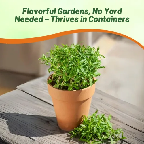 Miniatura 5 de Outsidepride Summer Savory Seeds - Semillas anuales de hierbas culinarias para plantar con hojas aromáticas, tolerantes a la sequía y compactas
