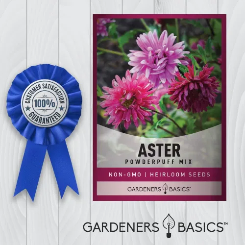 Miniatura 6 de Gardeners Basics Aster Powderpuff Mix Semillas de flores