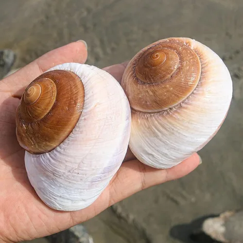 Miniatura 2 de Paquete de 4 conchas de cangrejo ermitaño grandes, caracol de muffin, turbo, caracol gigante de tierra Casa de cangrejo ermitaño para decoración