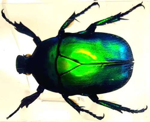 Miniatura 15 de 44mm Hormiga gigante tropical real en resina de lucita transparente cristalina, espécimen preservado Pseudoneoponera Rufipes, taxidermia