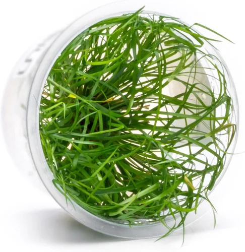 Miniatura 63 de Planta viva SubstrateSource - Hierba enana Eleocharis Belem cultivada en tejidos acuáticos para acuario - 100% libre de caracoles en copa in vitro