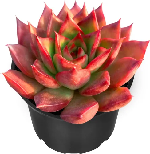 Miniatura 11 de Sprout N Green Echeveria 'Pink Tips', Mini planta suculenta viva totalmente arraigada en maceta de 2 pulgadas, planta de interior para interiores