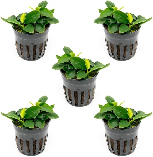 Miniatura 63 de SubstrateSource Plantas vivas – Anubias Hastifolia (Anubias hastifolia) – Luz baja a moderada, hojas en forma de flecha de color verde medio a