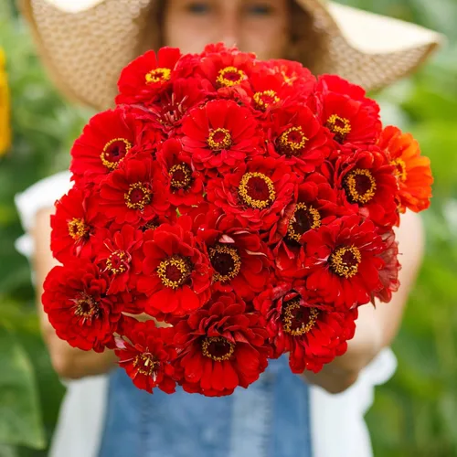 Miniatura 28 de Eden Brothers - Semillas de zinnia, cactus con flores, sin OMG, plantar en primavera, paquete, flores de bajo mantenimiento, zonas 3, 4, 5, 6, 7, 8