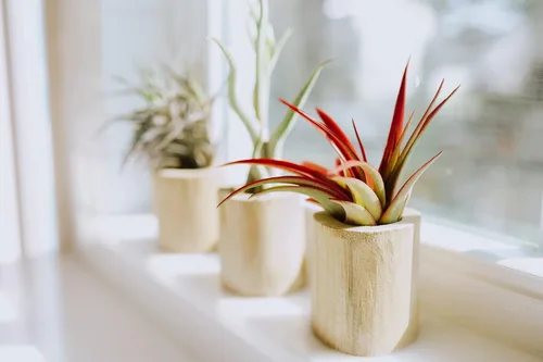 Miniatura 4 de Air Plant Shop Paquete de 12 plantas de aire Tillandsia Jumbo Variety Pack - Venta al por mayor y a granel - Suculentas - Tillandsia viva - Plantas