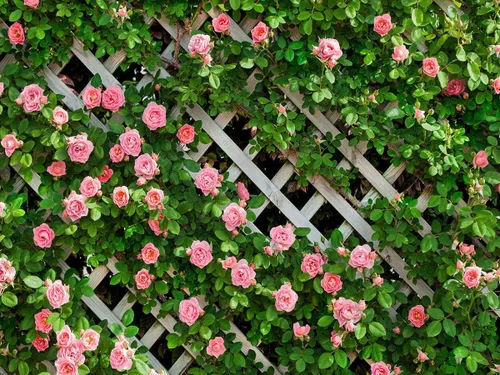 AIIKES Telón de fondo de flores de 10 x 8 pies para fotografía, telón de fondo floral de primavera, telón de fondo de valla de hojas verdes, telón