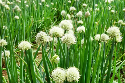 Miniatura 6 de Cebolla en racimo de hoja perenne 300 semillas (Allium fistulosum) Heirloom - Sin OMG - Polinizado abierto - Semilla sin tratar