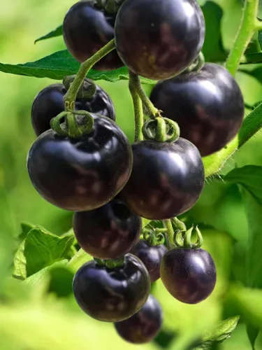 Miniatura 3 de Semillas de tomate cereza rosa índigo/tipo indeterminado/sin OGM/reliquia