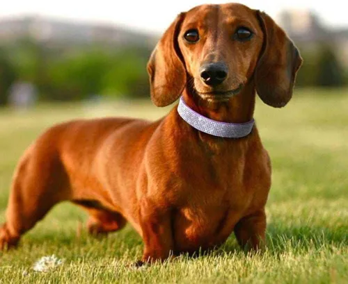 Miniatura 3 de Collar de Perro Pequeño, Collares de Perro con Diamantes de Imitación, Brillantes, Elegantes y con Detalles de Resplandecimiento para Razas XXS, XS