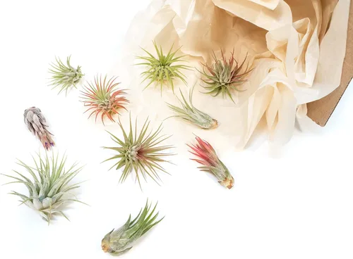 Miniatura 3 de Air Plant Shop Paquete de 12 plantas de aire Ionantha surtidas - Venta al por mayor y a granel - Suculentas - Tillandsia viva - Plantas de casa