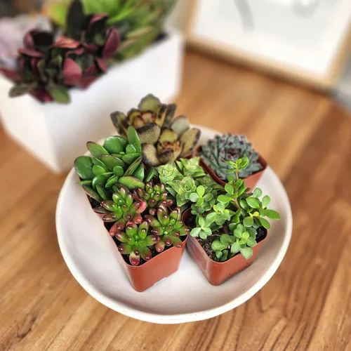 Miniatura 9 de Altman Plants Specialty - Planta suculenta viva (paquete de 6), sin duplicados, suculentas surtidas con colores y formas únicos, 2 en macetas