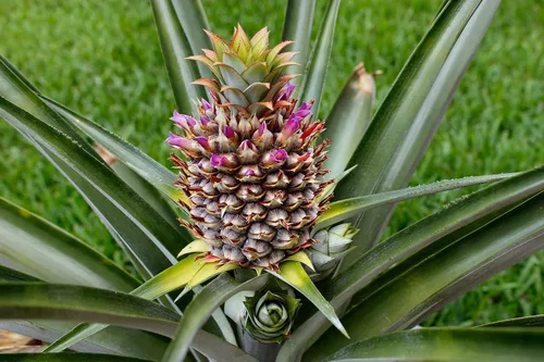 Miniatura 5 de Planta de piña - Planta viva en una maceta de cultivo de 4 pulgadas - Ananas Comosus - Árboles frutales de inicio listos para el patio y el jardín
